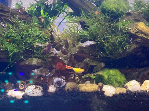 aquascape