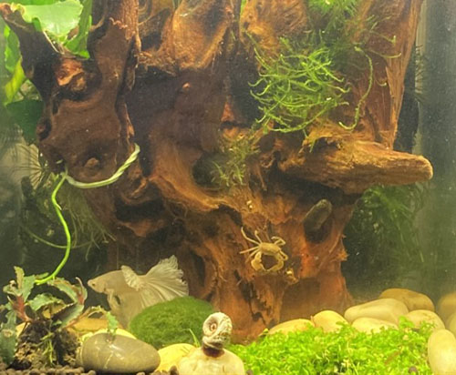 aquascape