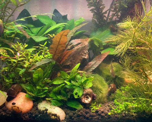 aquascape