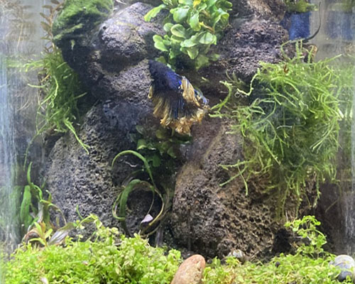aquascape