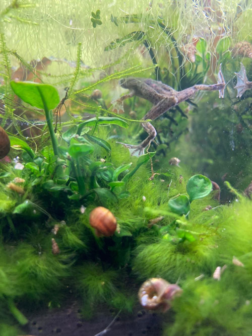 aquascape
