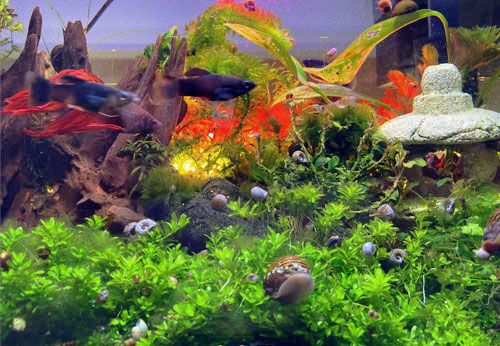 aquascape
