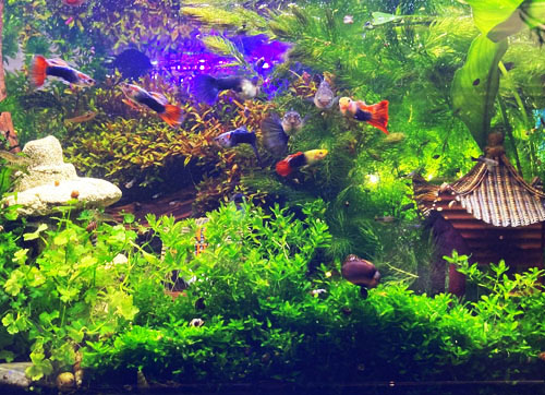 aquascape