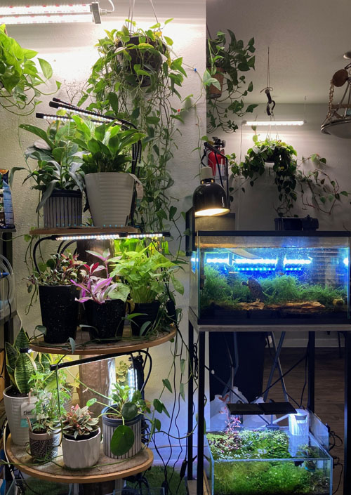 house plants
